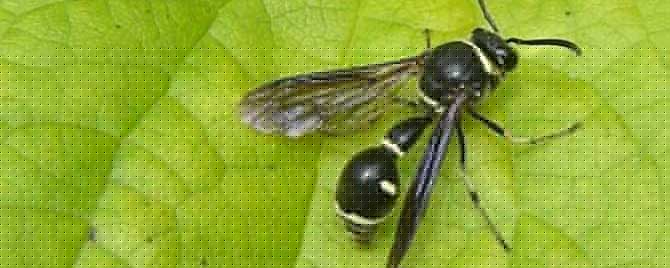 黑色細(xì)腰蜂有毒嗎（身體黑色的蜜蜂是什么蜂有沒有毒）