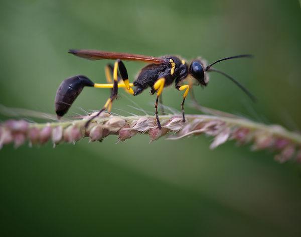 黑色細(xì)腰蜂有毒嗎（身體黑色的蜜蜂是什么蜂有沒有毒）
