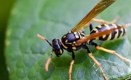 被黃蜂蟄了怎么處理（被黃蜂蟄了的處理方法）