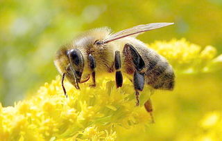 阿壩中蜂與華南中蜂雜交怎么樣（中蜂養殖，如何培育一個優質雜交王）