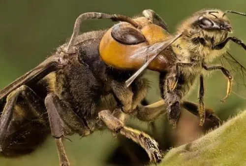 虎頭蜂和蜜蜂有什么區(qū)別(虎頭蜂是什么蜂) 虎頭蜂和蜜蜂有什么區(qū)別(虎頭蜂是什么蜂)