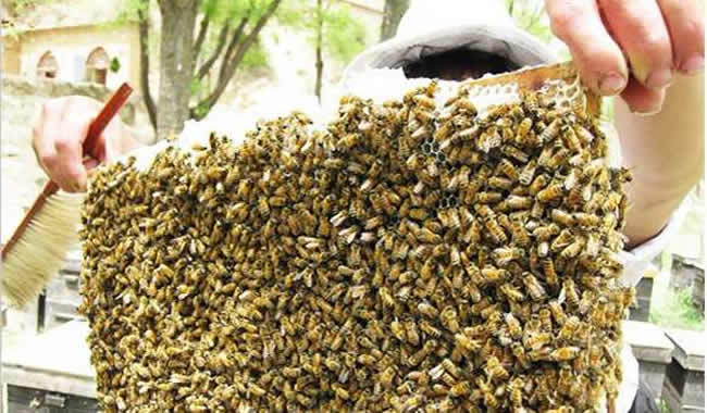 什么時(shí)候取蜂蜜最好