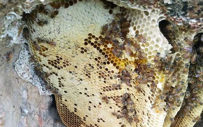 剛收回來(lái)的蜜蜂需要關(guān)一天嗎