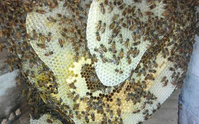 剛收回來(lái)的蜜蜂需要關(guān)一天嗎