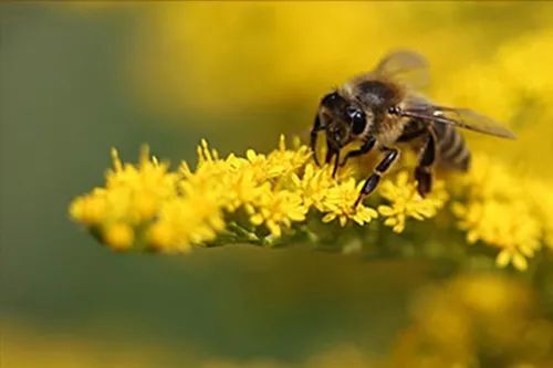 意蜂場地中蜂能交尾成功嗎(中蜂與意蜂的交配自然受精還是人工授精會有結(jié)果么) 意蜂場地中蜂能交尾成功嗎(中蜂與意蜂的交配自然受精還是人工授精會有結(jié)果么)