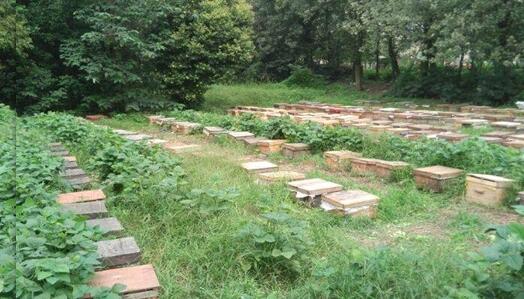 養(yǎng)20窩虎頭蜂一年利潤(養(yǎng)殖二十箱蜜蜂一年收入有多少)