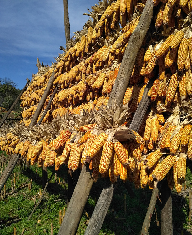 養(yǎng)20窩虎頭蜂一年利潤(養(yǎng)殖二十箱蜜蜂一年收入有多少) 養(yǎng)20窩虎頭蜂一年利潤(養(yǎng)殖二十箱蜜蜂一年收入有多少)