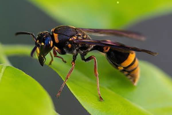 馬蜂蜇人后為什么會不死?被蜇了怎么辦?(附帶緊急處理方法) 馬蜂蜇人后為什么會不死?被蜇了怎么辦?(附帶緊急處理方法)