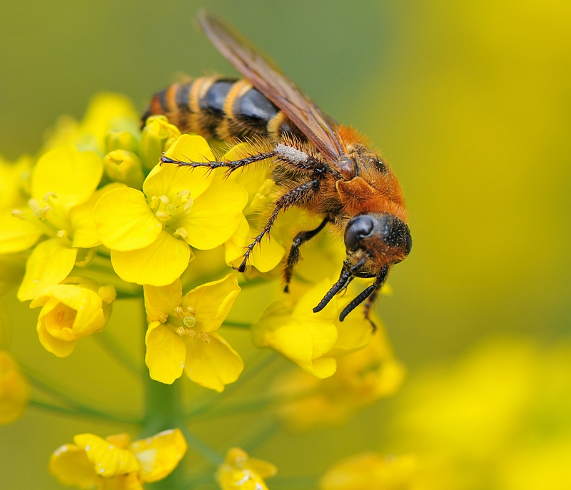 蜂王有哪些特點(diǎn)和作用(蜂王有什么作用) 蜂王有哪些特點(diǎn)和作用(蜂王有什么作用)
