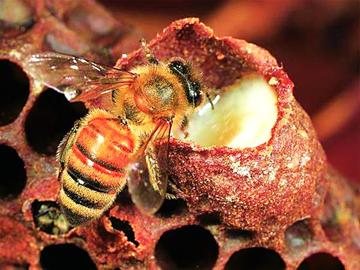 蜂王有哪些特點(diǎn)和作用(蜂王有什么作用) 蜂王有哪些特點(diǎn)和作用(蜂王有什么作用)