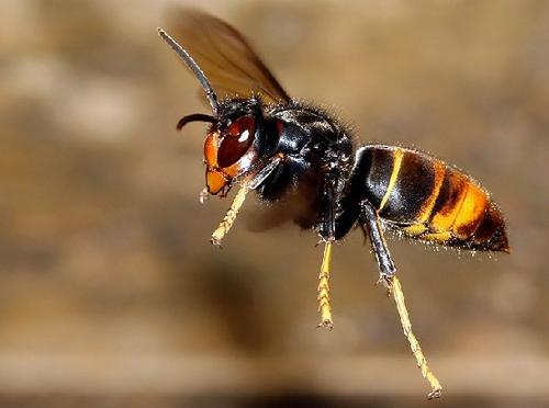 中國大虎頭蜂的毒屬什么性（被虎頭蜂咬了怎么處理？）