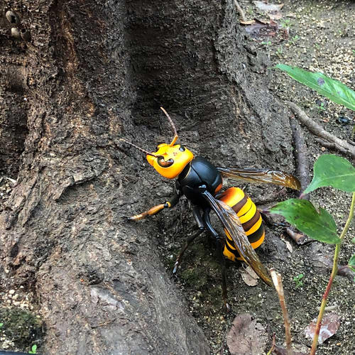 中國大虎頭蜂的毒屬什么性（被虎頭蜂咬了怎么處理？）