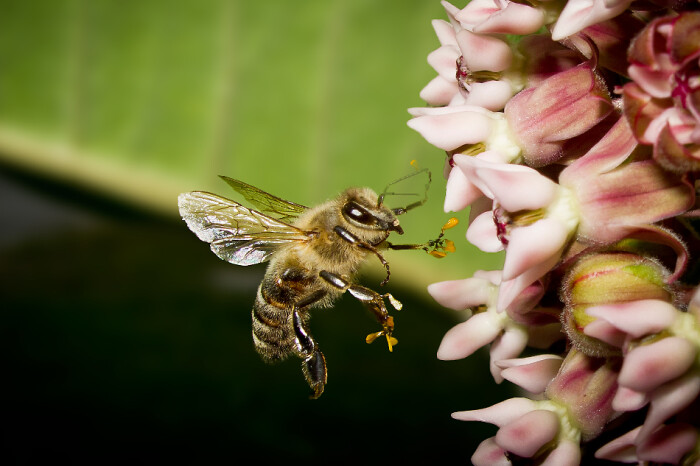 中蜜一號王有什么優缺點(中蜜一號的特點) 中蜜一號王有什么優缺點(中蜜一號的特點)
