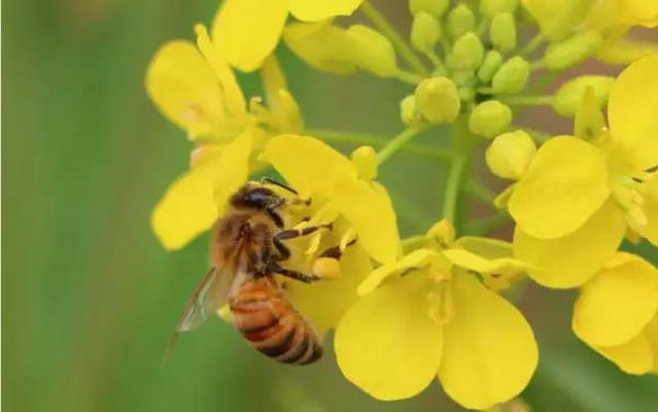 中蜜一號王有什么優缺點(中蜜一號的特點) 中蜜一號王有什么優缺點(中蜜一號的特點)