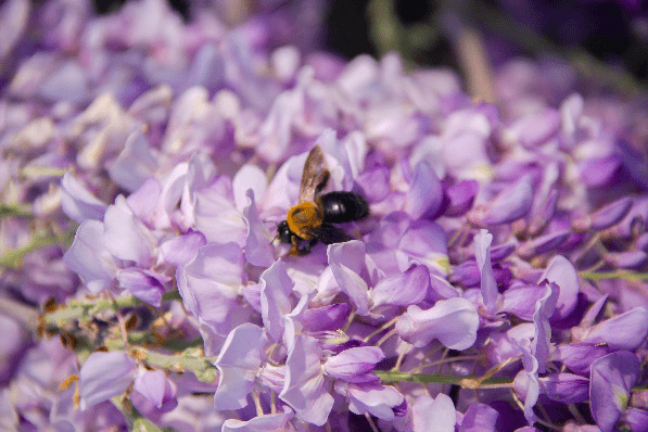 瓜類是否為蜜源植物