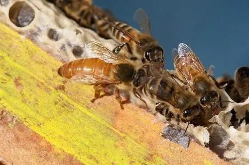 如何提高工產(chǎn)群介王成功率(工產(chǎn)群已久怎樣介王) 如何提高工產(chǎn)群介王成功率(工產(chǎn)群已久怎樣介王)