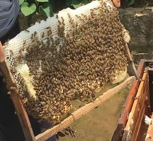 蜜蜂過箱技術(shù)要點（養(yǎng)蜂過箱步驟圖及蜜蜂過箱成功的表現(xiàn)）