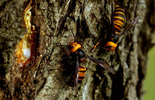 怎樣養殖胡蜂（胡蜂養殖技術）