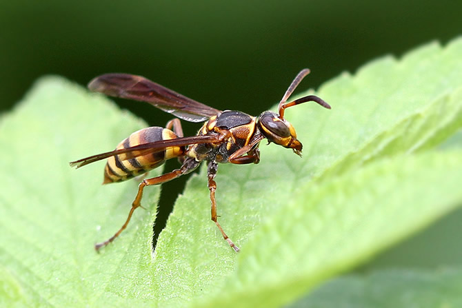 馬蜂的特征有哪些(馬蜂的外形特點和生活特征) 馬蜂的特征有哪些(馬蜂的外形特點和生活特征)