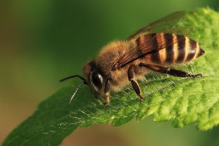 阿壩中蜂春季分蜂時間(中蜂什么時候分蜂 ) 阿壩中蜂春季分蜂時間(中蜂什么時候分蜂 )