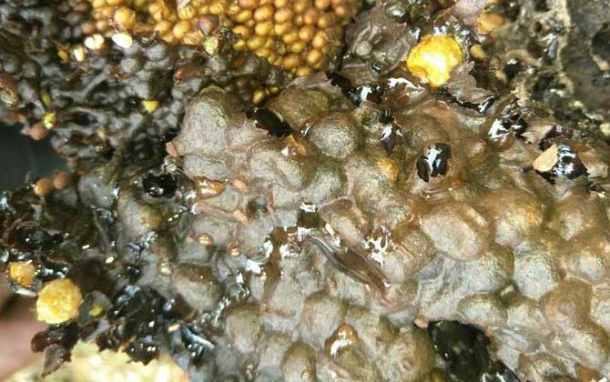 酸蜂蜜的營(yíng)養(yǎng)價(jià)值（酸蜂蜜的藥用價(jià)值）