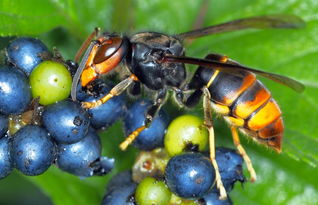馬蜂怕什么(馬蜂的自然天敵和驅(qū)趕方法) 馬蜂怕什么(馬蜂的自然天敵和驅(qū)趕方法)