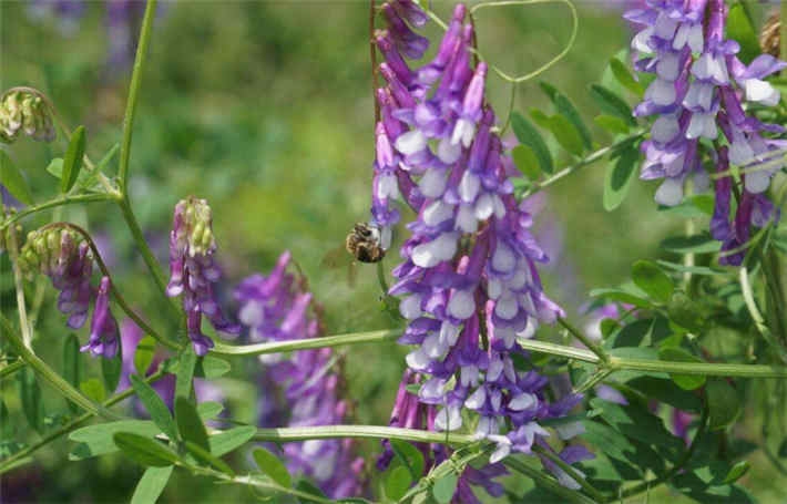 苕子是什么植物（苕子花要達到什么溫度流蜜）