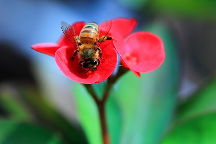 中蜂分蜂失王后怎么辦呢？