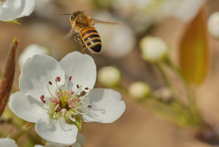 中蜂分蜂失王后怎么辦呢？