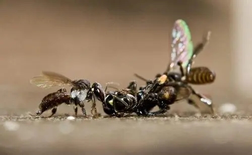 蜜蜂老打架怎么預防