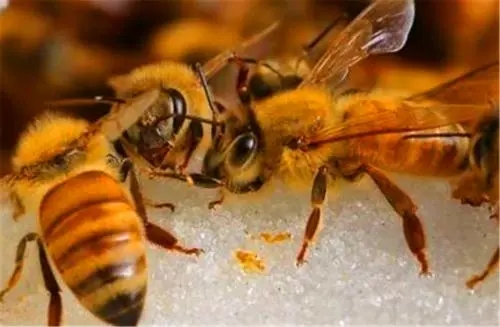 一窩蜜蜂為什么有多個蜂王 一窩蜜蜂為什么有多個蜂王