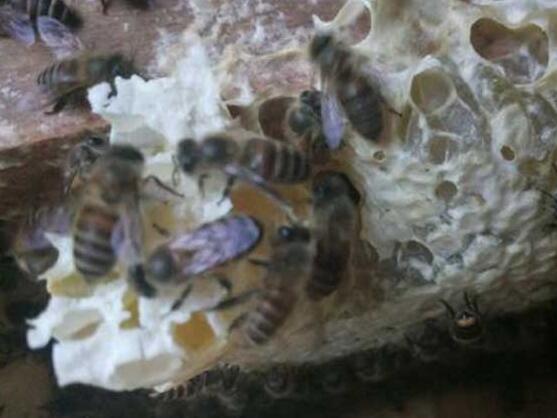 新手養蜂怎樣獲得蜂王(怎么找蜂王) 新手養蜂怎樣獲得蜂王(怎么找蜂王)