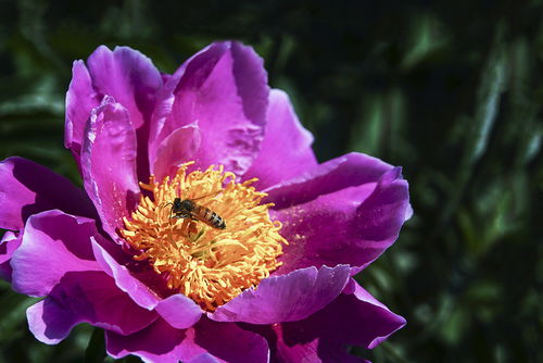 弱群500只蜂能養(yǎng)活嗎（養(yǎng)活幾百只蜜蜂的方法）