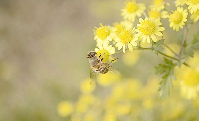 2018年養蜜蜂能賺錢嗎？