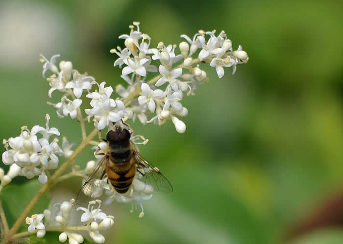 意蜂什么時候人工育王？