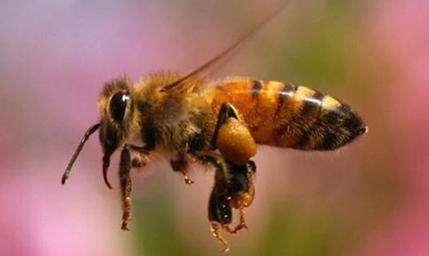 中華蜜蜂養(yǎng)殖入門實用技術（中華蜜蜂怎么養(yǎng)殖）