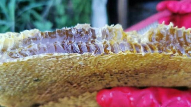 江西野蜂什么時(shí)候取蜜