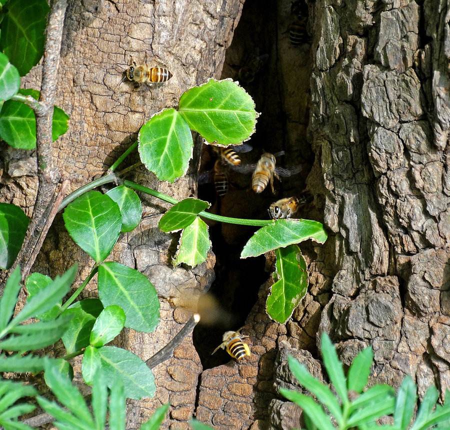 別人養的蜜蜂能不能誘到 別人養的蜜蜂能不能誘到