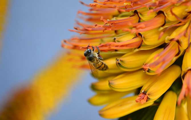 別人養的蜜蜂能不能誘到 別人養的蜜蜂能不能誘到