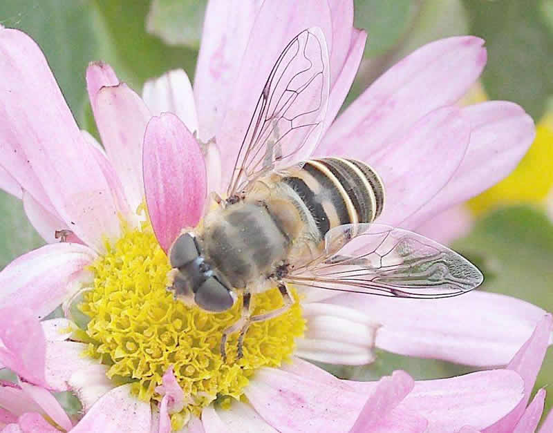 蜜蜂喂什么繁殖得快? 蜜蜂喂什么繁殖得快?