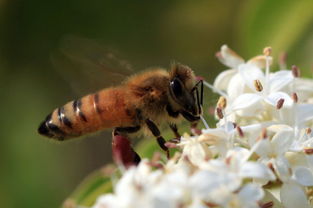 黃蜂吃什么東西作為食物（黃蜂吃什么）