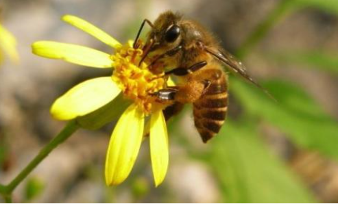 植物流蜜需要什么條件（植物泌蜜條件及溫度）