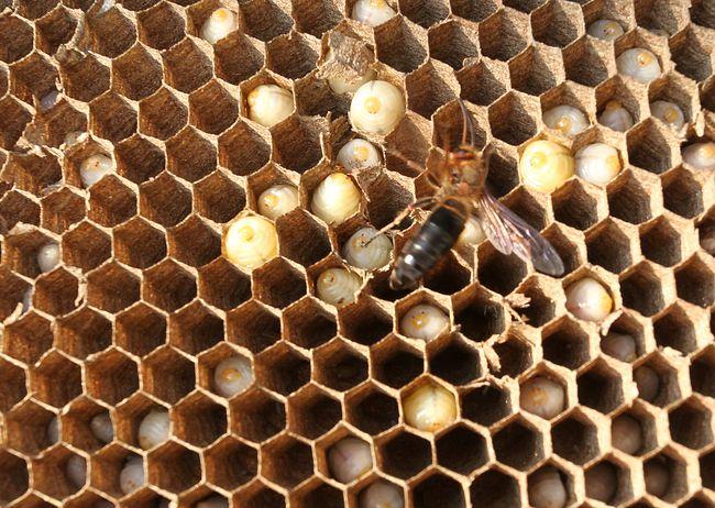 中國大虎頭蜂吃什么食物(中國大虎頭蜂生活區域) 中國大虎頭蜂吃什么食物(中國大虎頭蜂生活區域)