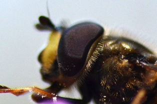 松丹一號產(chǎn)的工蜂是什么顏色(養(yǎng)蜂必先了解的養(yǎng)蜂知識) 松丹一號產(chǎn)的工蜂是什么顏色(養(yǎng)蜂必先了解的養(yǎng)蜂知識)