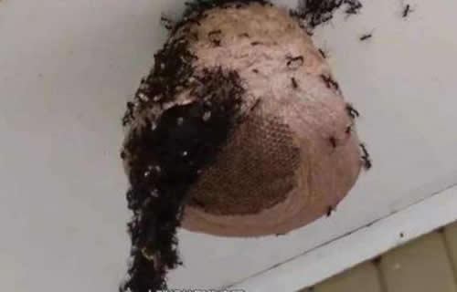 晚上捅馬蜂窩安全嗎？(取馬蜂窩的最佳時機，晚上捅還是白天捅好)