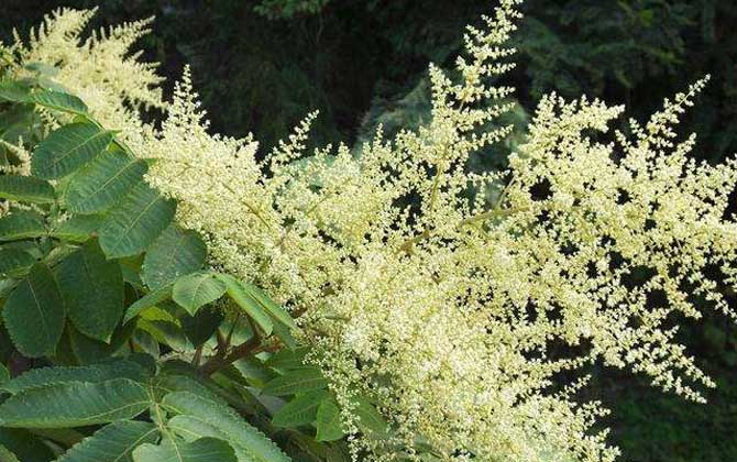 海南有五倍子花嗎（五倍子什么時(shí)候開花）