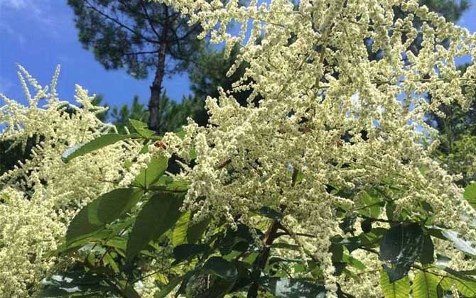 海南有五倍子花嗎（五倍子什么時(shí)候開花）