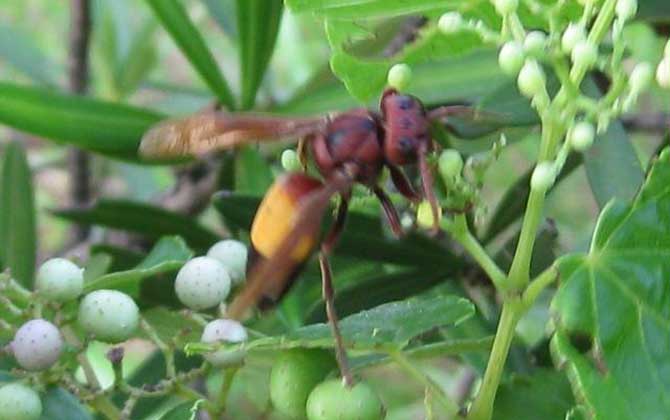 黃腰虎頭蜂有毒嗎（黃腰虎頭蜂蟄了會怎樣？）