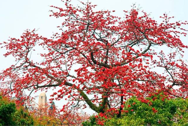 海南蜜源植物的開花時間(南方蜜源植物花期報) 海南蜜源植物的開花時間(南方蜜源植物花期報)
