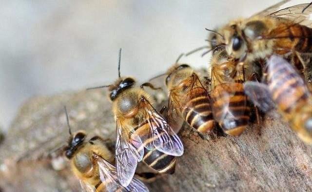 產(chǎn)卵的工蜂還會出去采集嗎（工產(chǎn)后的蜂群還會采集花粉嗎）